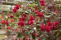 Fascinating fuchsia in garden.Ã£â¬â¬ Royalty Free Stock Photo